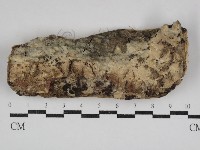 藏品(顯絲菌屬)的圖片