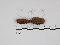 藏品(硬孔菌屬)的圖片