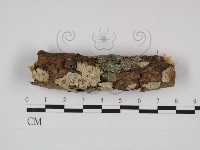 藏品(盤革菌屬)的圖片