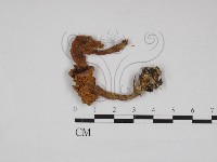 藏品(齒菌屬)的圖片