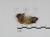 藏品(乳菇屬)的圖片