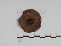 藏品(紅菇屬)的圖片