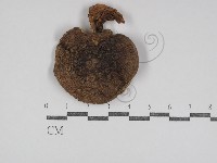 藏品(鵝膏屬)的圖片