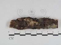 藏品(韌革菌屬)的圖片