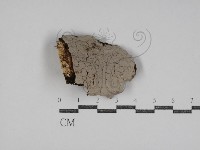 藏品(刺革菌屬)的圖片