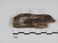 藏品(射脈菌屬)的圖片