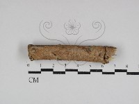 藏品(絲齒菌屬)的圖片