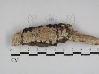 藏品(絲齒菌屬)的圖片