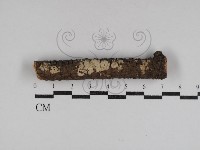 藏品(叉絲革菌屬)的圖片