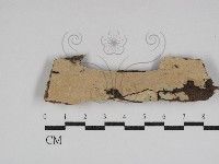 藏品()的圖片