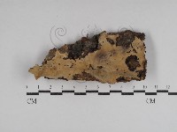 藏品(硬孔菌屬)的圖片