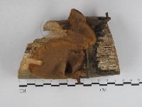 藏品(木層孔菌屬)的圖片