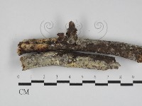 藏品(革墊菌屬)的圖片