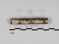 藏品(絲齒菌屬)的圖片