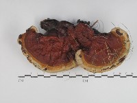 藏品(重傘靈芝)的圖片