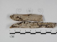 藏品(刺皮菌屬)的圖片