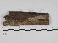 藏品(絲齒菌屬)的圖片