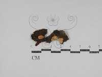 藏品(盤革菌屬)的圖片