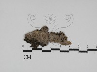 藏品(筍殼菌屬)的圖片