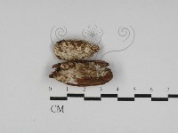 藏品(寡孔菌屬)的圖片