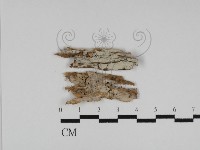 藏品(絲齒菌屬)的圖片