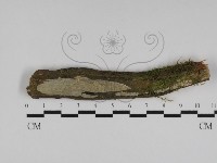 藏品(射脈菌屬)的圖片