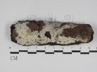 藏品(剛毛絲皮菌)的圖片