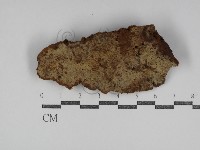 藏品(串擔革菌屬)的圖片