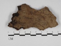 藏品(刺革菌屬)的圖片