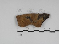 藏品(刺革菌屬)的圖片