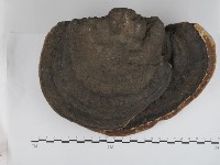 藏品(松生擬層孔菌)的圖片