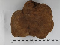 藏品(木層孔菌屬)的圖片