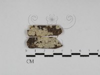 藏品(冇骨消絲齒菌)的圖片