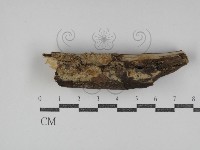 藏品(射脈菌屬)的圖片