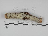 藏品(粗糙孢菌屬)的圖片