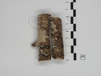 藏品(刺皮菌屬)的圖片