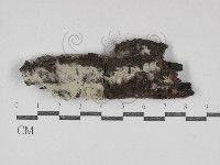 藏品(粗糙孢菌屬)的圖片