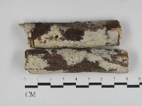 藏品(冇骨消絲齒菌)的圖片