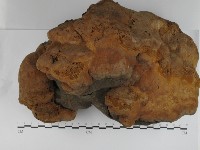 藏品(木層孔菌屬)的圖片