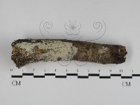 藏品(冇骨消絲齒菌)的圖片