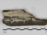 藏品(冇骨消絲齒菌)的圖片