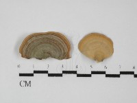 藏品(毛木耳)的圖片