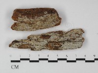 藏品(絲齒菌屬)的圖片