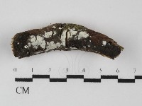 藏品(絲齒菌屬)的圖片