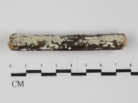 藏品(絲齒菌屬)的圖片