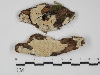 藏品(顯絲菌屬)的圖片