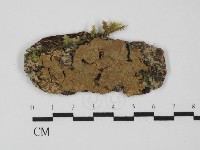 藏品(刺革菌屬)的圖片