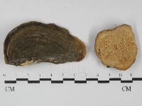 藏品(栓菌屬)的圖片