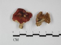 藏品(紅菇屬)的圖片