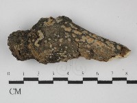 藏品(雲南無扣菌)的圖片